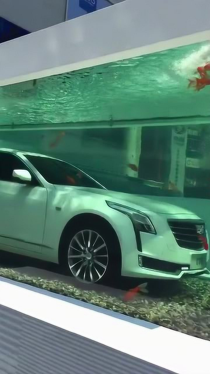 凯迪拉克追高铁,没追上,小伙就把车放鱼缸里