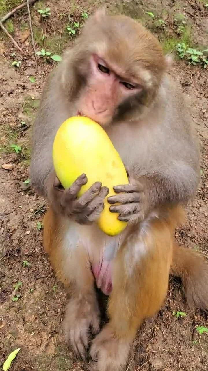 这只猴子吃芒果的样子非常随意,看起来非常有魄力
