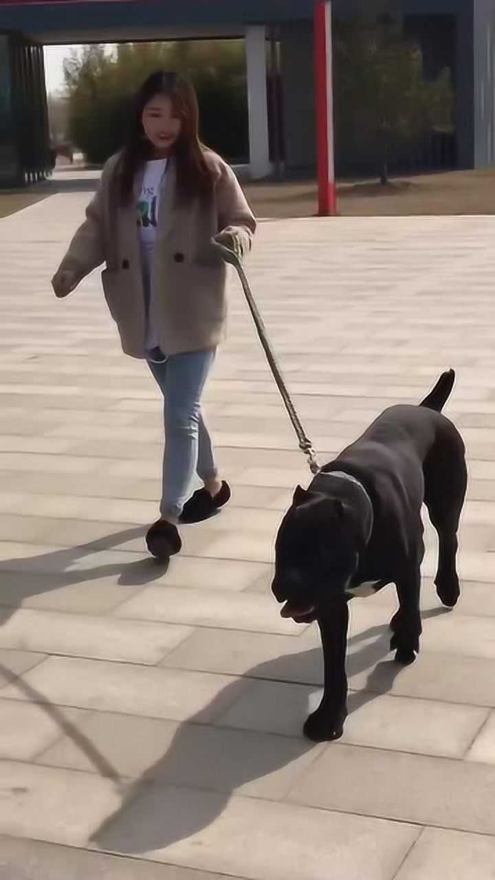 美女牵着卡斯罗犬散步这画面看着非常有趣网友服了