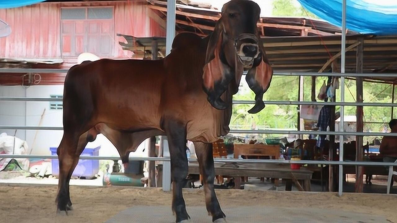 泰國最貴的牛長這樣罕見長耳朵像兔子 有人出價230萬