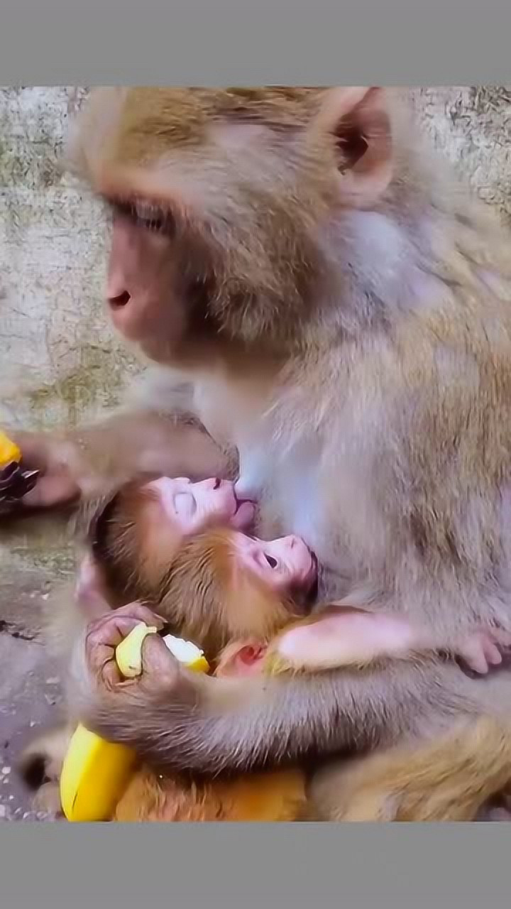 动物园看到狒狒,自己吃一口还要顾及下面的小狒狒,母爱如山!
