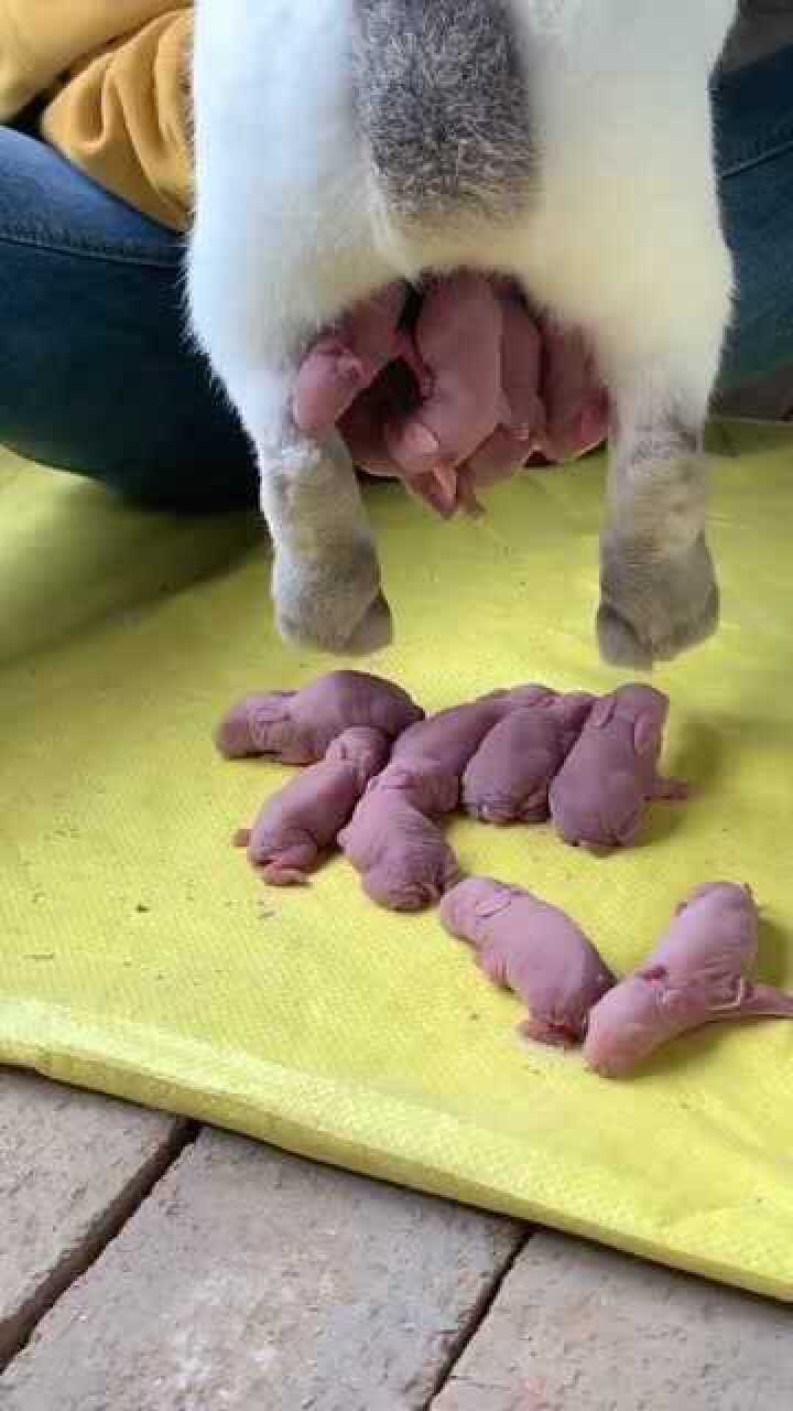 兔子生宝宝,一胎十多个,这就是传说中的小兔崽子!