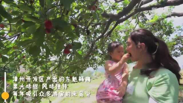 胭脂万点俏枝头:漳州“甜蜜果”熟了