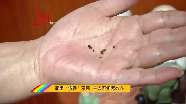 家里突然出现大批黑色虫子 啥招都用了 就是不好使