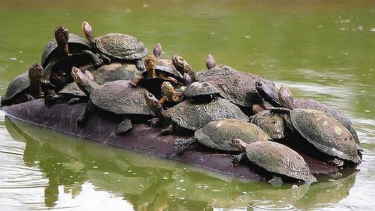 女子外出看见一群乌龟晒太阳掏出手机拍照看清后丢掉手机就跑