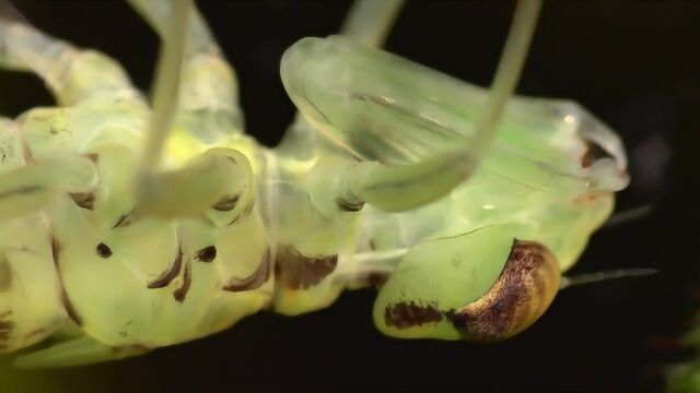 漂亮的蜻蜓其实是凶残的掠食者!你知道它们小时候的模样吗?