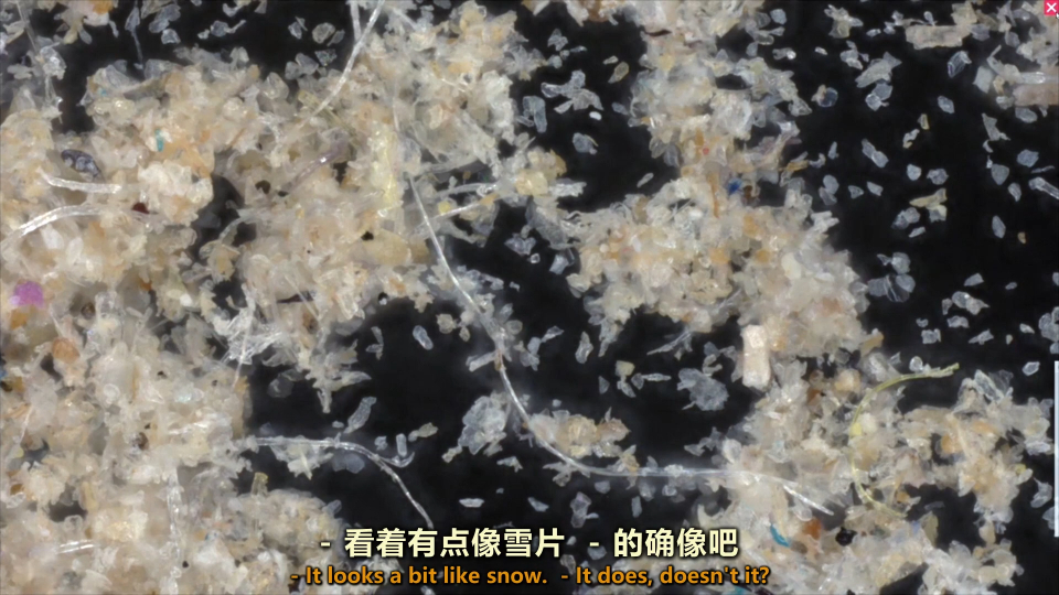 窗明几净的家中居然灰尘遍布,在显微镜下细观尘螨的世界!