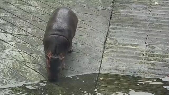 成都动物园河马宝宝有名字了皮皮公主来报到