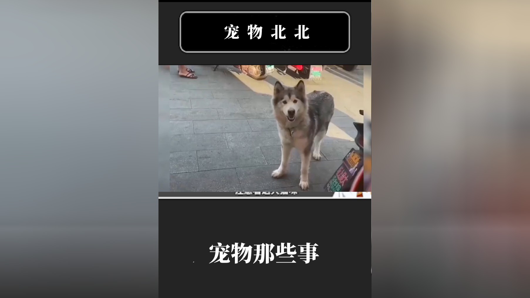 鸭屁股大侠,是每个流浪的毛孩子,心目当中的盖世英雄