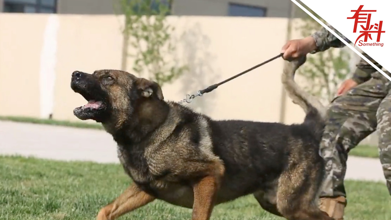 直击军犬训练现场 准确执行命令动作干净利索