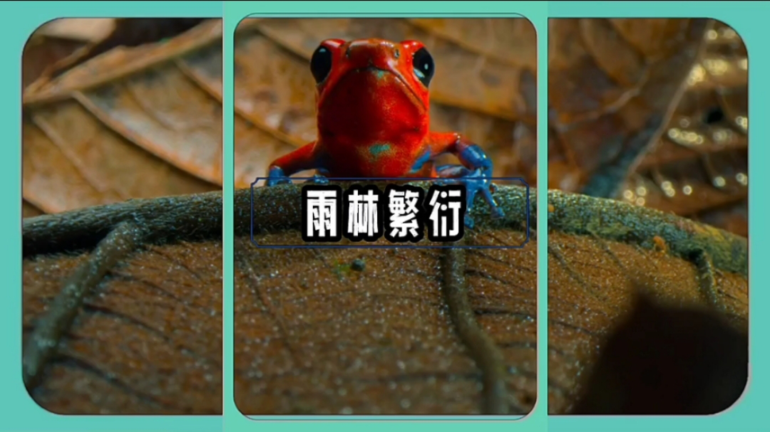 草莓箭毒蛙蝌蚪图片