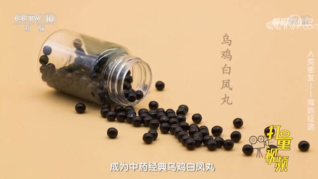 《本草纲目》记载乌鸡可入药,做乌鸡煎丸治妇人百病