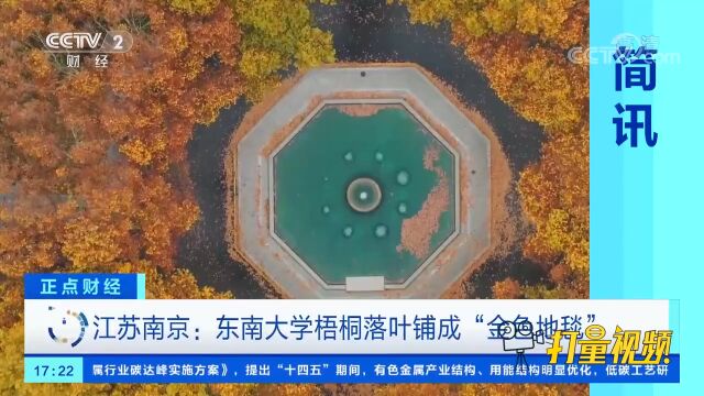 江苏南京:东南大学梧桐落叶铺成“金色地毯”