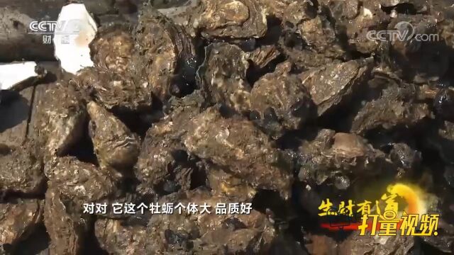 建造海洋牧场养殖三倍体牡蛎,海洋好生态带来别样财富