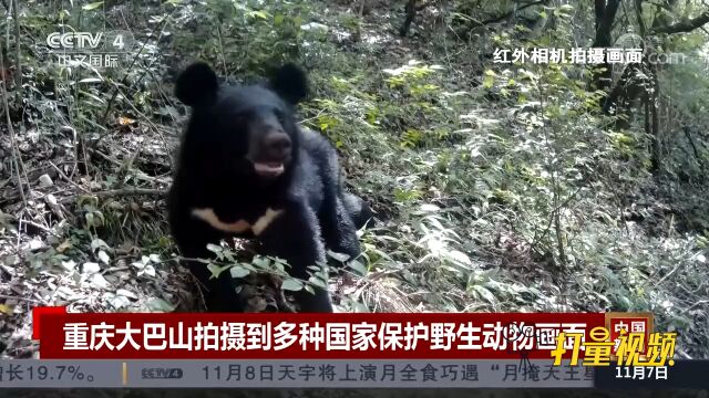 重庆大巴山拍摄到多种国家保护野生动物画面