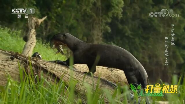 这里最引人注目的动物明星是巨獭,它们可以长到2米长