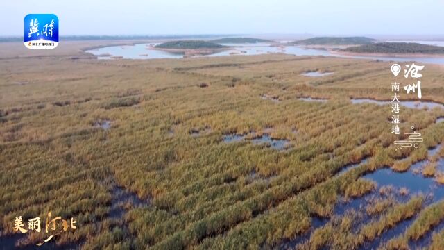 沧州ⷮŠ南大港湿地