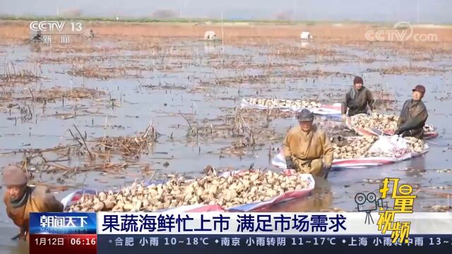 果蔬海鲜忙上市,满足市场需求