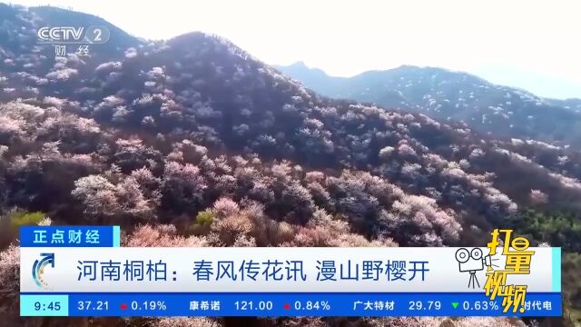 河南桐柏:春风传花讯,漫山野樱开