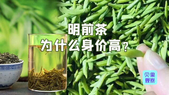 预计均价每斤8000元?碧螺春的贵,不仅是因为纯正的洞庭血统