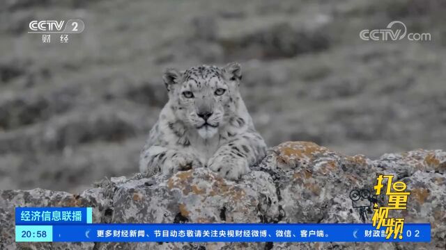 调查新结果:我国现有野生猫科动物12种,体形差异大