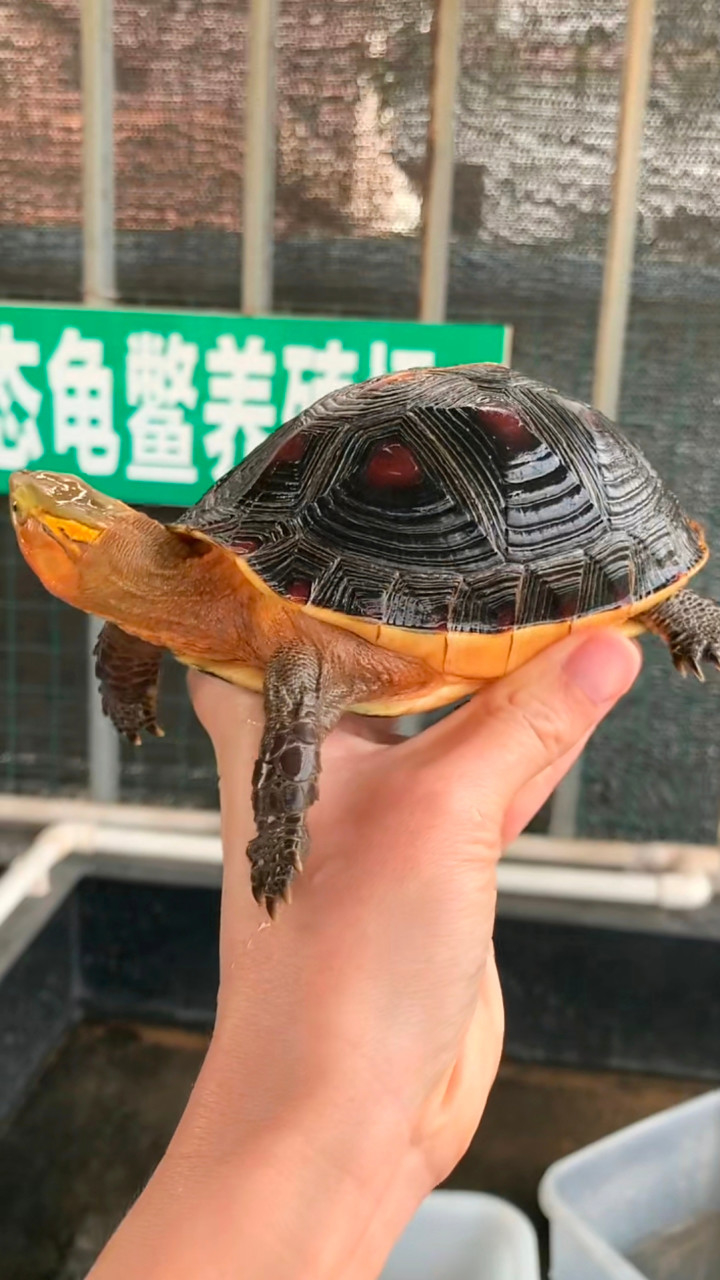 国龟之宝,给大家欣赏几只人工繁殖的安徽黄缘盒龟,宠物龟的首选