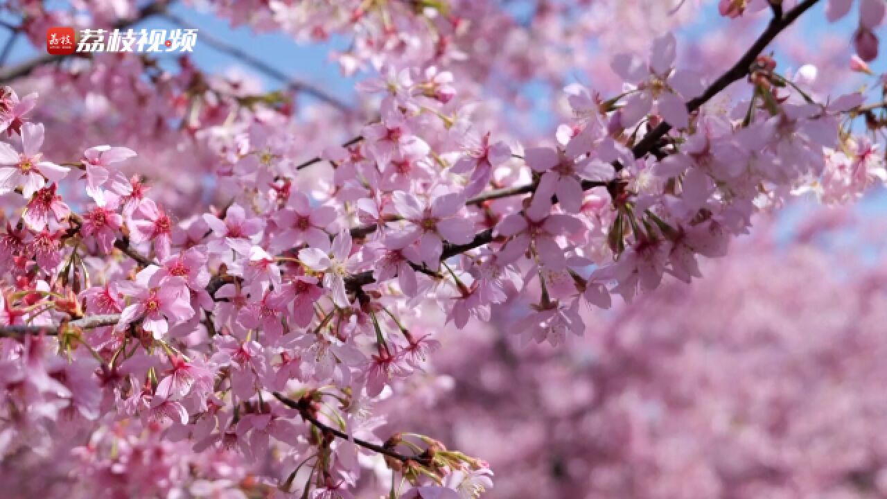 满树烂漫!常州百亩红粉佳人樱热烈盛开
