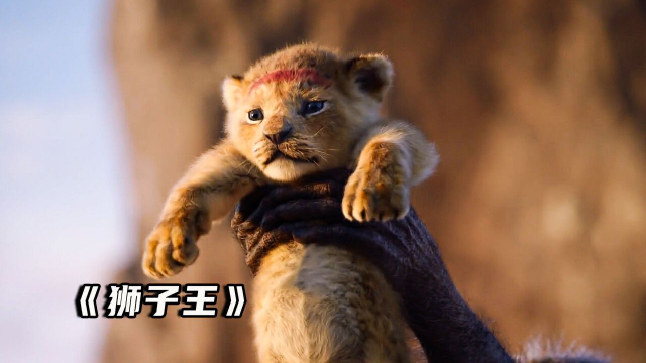 小狮子辛巴逆境中绝处逢生,真狮版狮子王!
