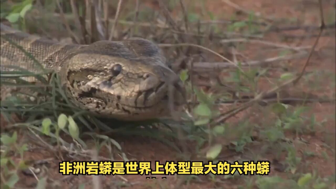 动物世界:非洲最大的无毒蛇——非洲岩蟒