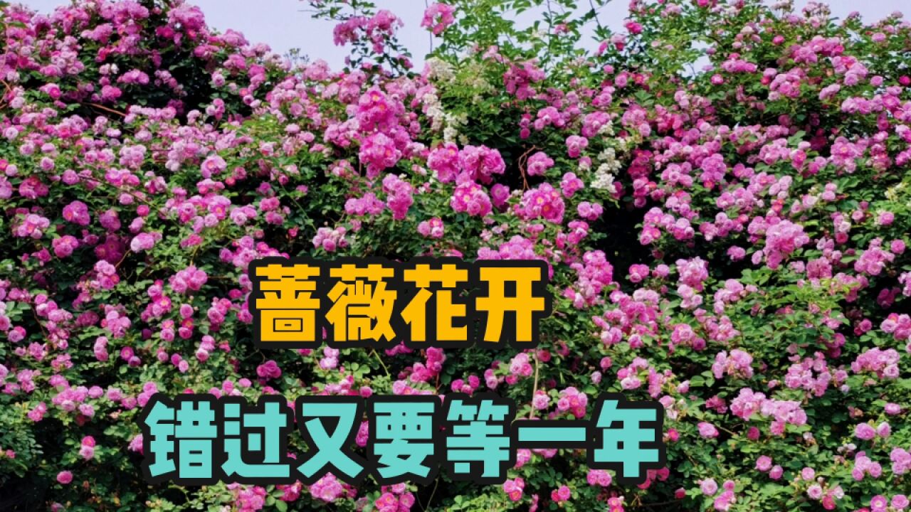 蔷薇花期多长(为什么家里忌讳种蔷薇)