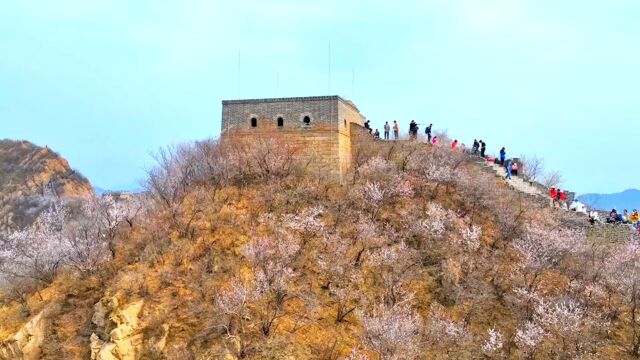 长城内外山桃野杏花开如雪,山花抱长城分外妖娆