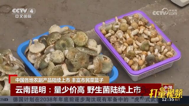 云南昆明:量少价高,野生菌陆续上市