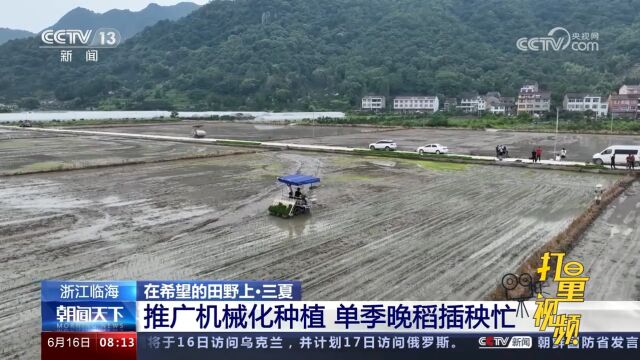 浙江临海:推广机械化种植,单季晚稻插秧忙