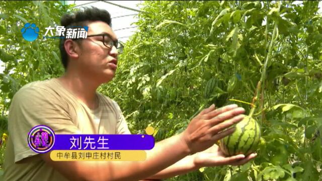 河南中牟:小吊瓜成熟,总被陌生人“光顾”,监控拍下几个黑影