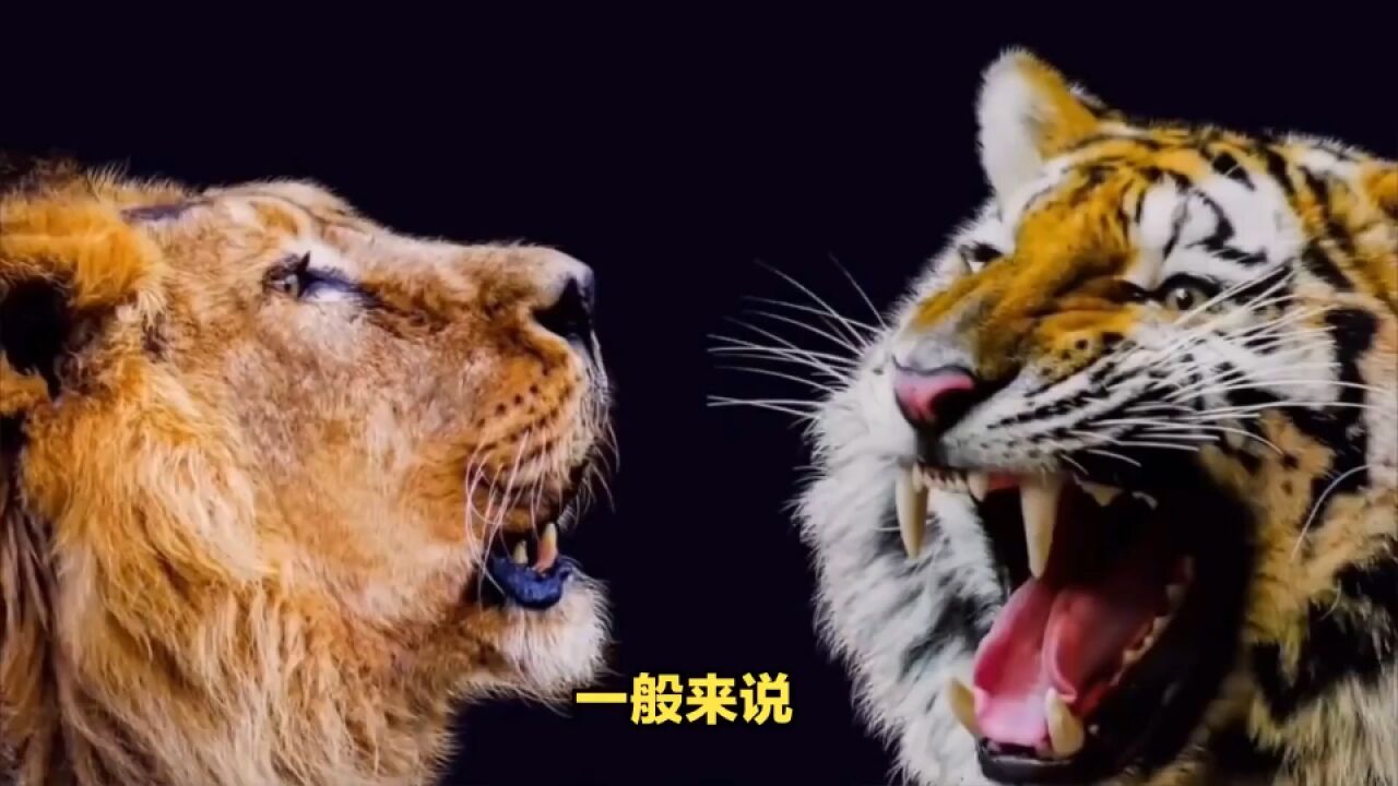 动物趣闻:亚洲狮vs孟加拉虎,到底谁才是丛林之王