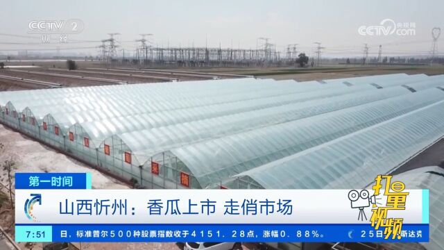 山西忻州:100多亩灯笼红香瓜陆续成熟,大量上市、走俏市场