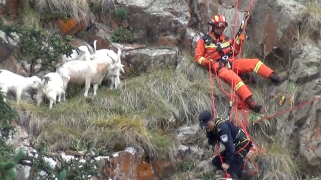 民警消防员爬山7小时找回7只羊:徒步攀爬、山地索降