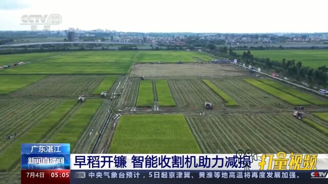 广东湛江:早稻开镰收割!智能收割机助力减损,确保颗粒归仓