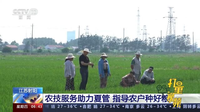 江苏射阳:农技服务助力夏管,指导农户种好粮