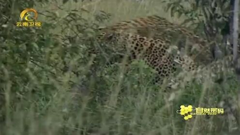 花豹家族10：花豹与伴侣藏在草丛缠绵，摄像机拍下全过程