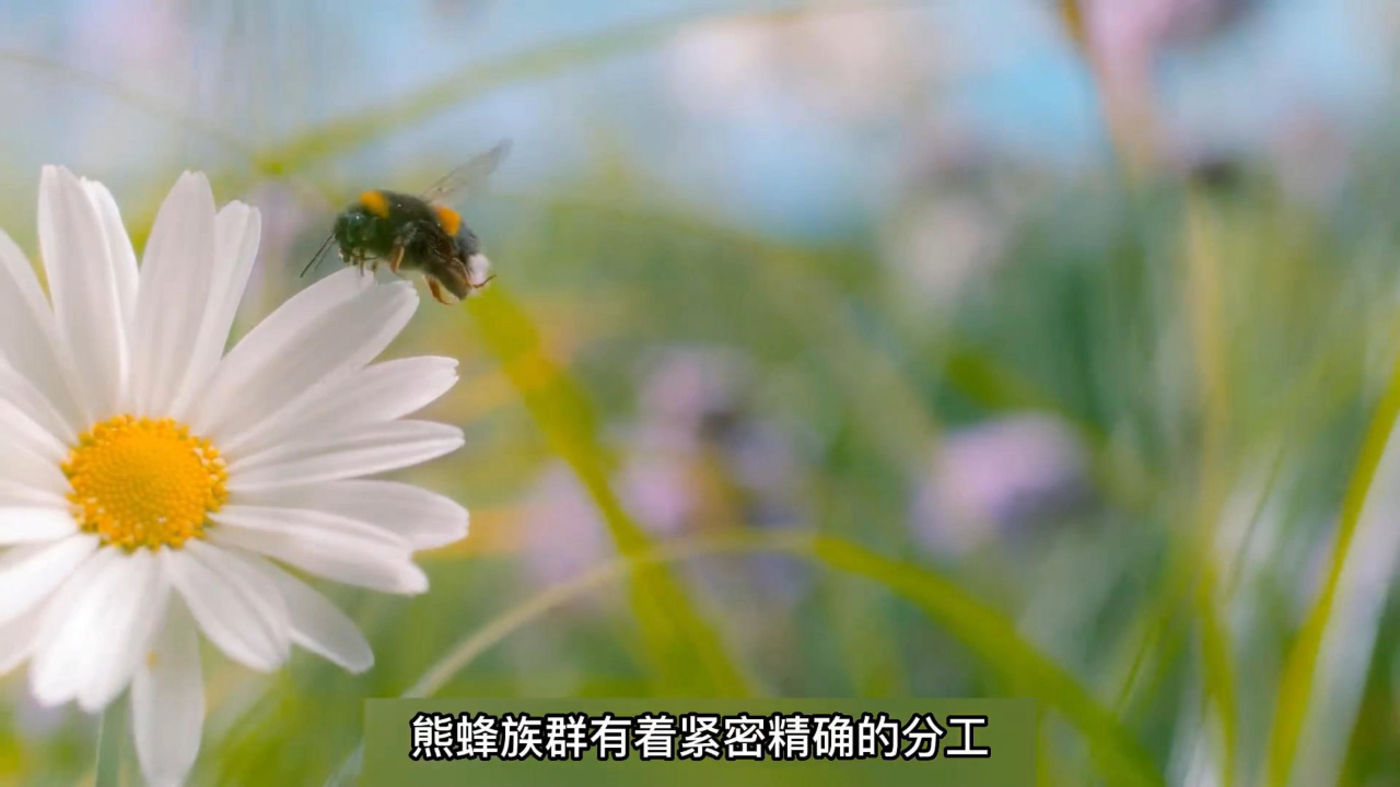 熊蜂族群有着紧密精确的分工,大自然中的其它动物也是如此