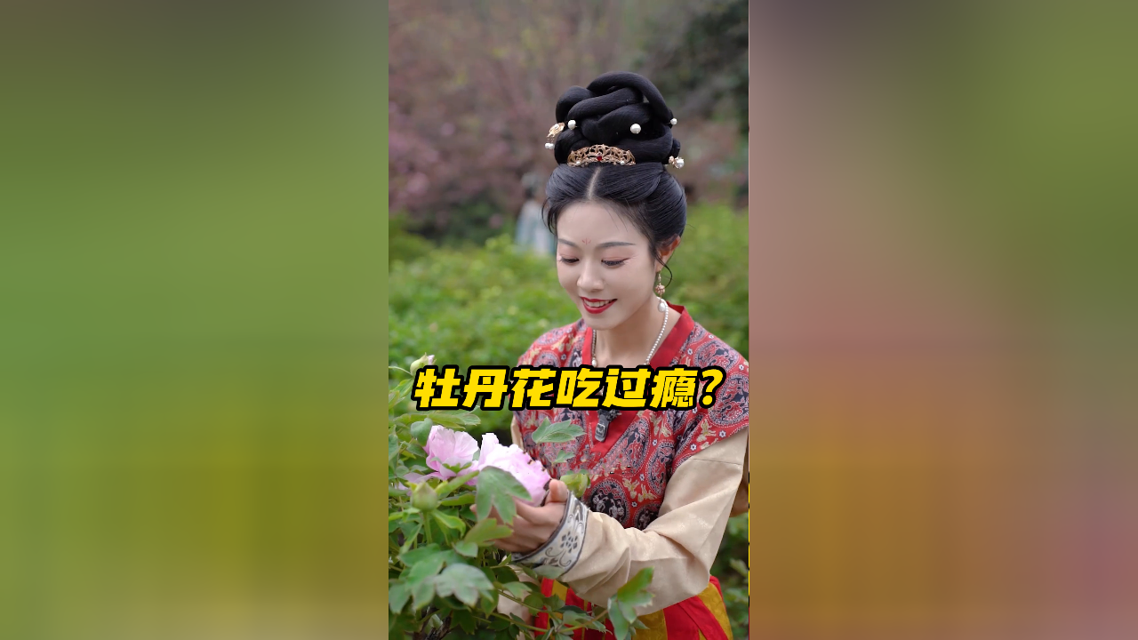 开在树上不如开在碗里,牡丹花惹的四川妮儿蜀道山!
