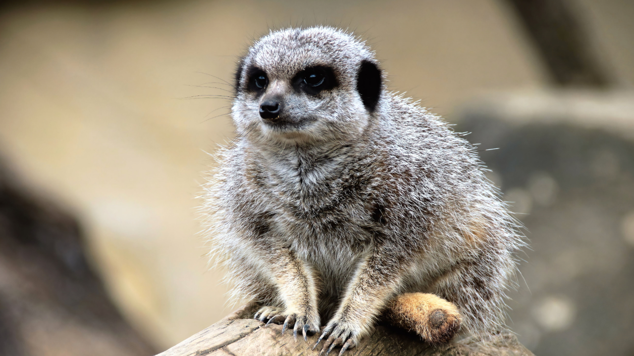 猫鼬被狮子包围了,不畏恐惧就跟狮子开战|纪录片