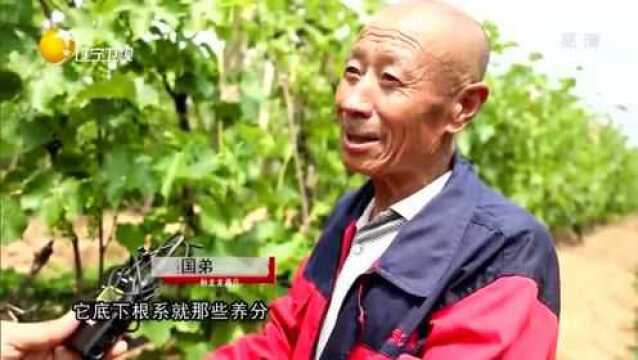 天下三农:桓仁县冰葡萄酒产业发展良好