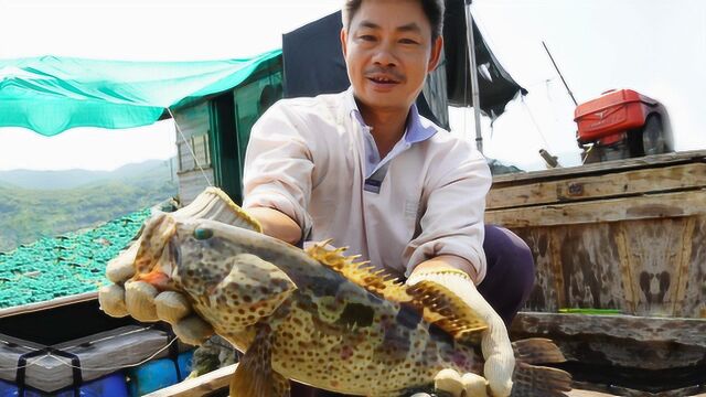 刮风天收地笼,阿兴喜收名贵大石斑,今天赶海忙得非常痛快