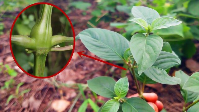 “强筋骨,补肝肾”的草本植物,土牛膝,农村最常见!