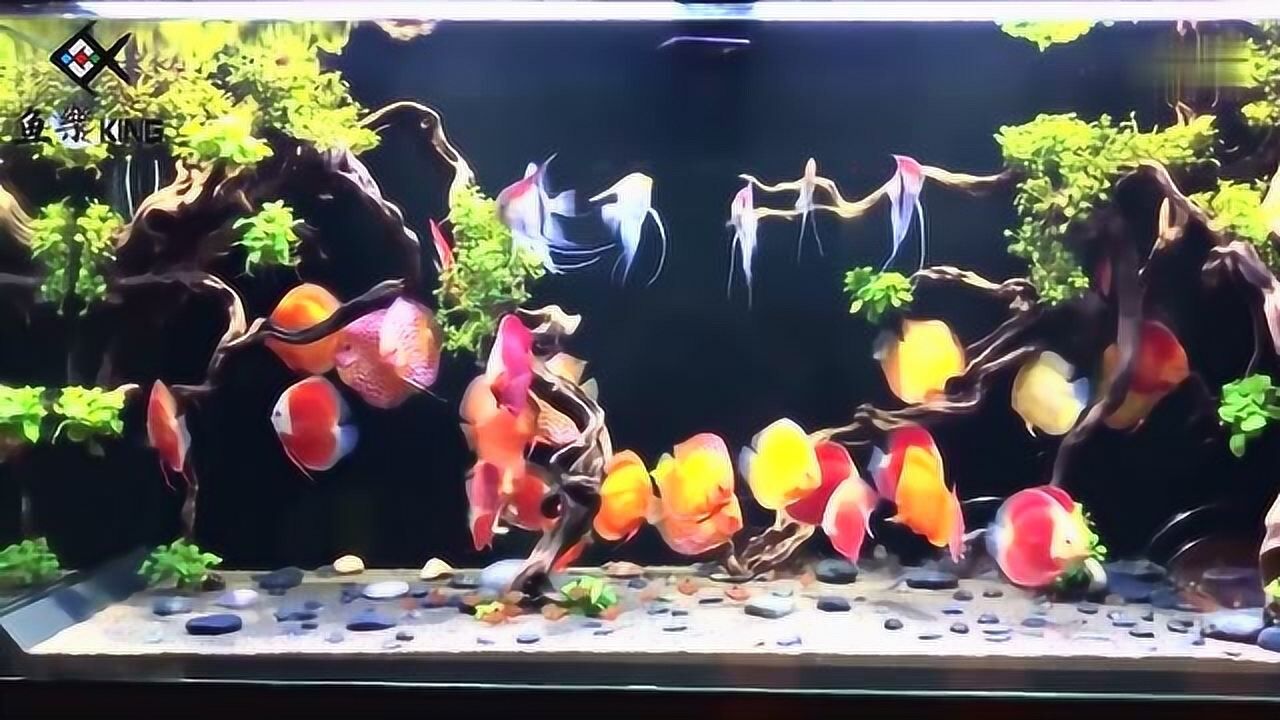 七彩神仙搭配燕鱼,鱼缸中的绝配,这样的鱼缸我能一动不动看一天