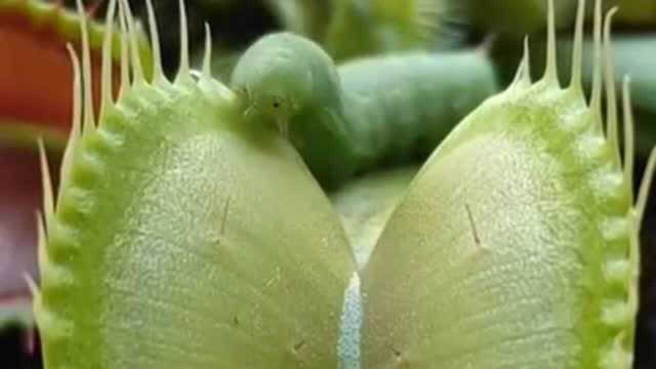 捕蝇草等豆虫完全爬进去才闭上,感觉能力这么强,也太聪明了吧!