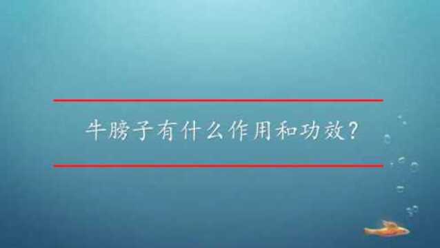 牛膀子有什么作用和功效?