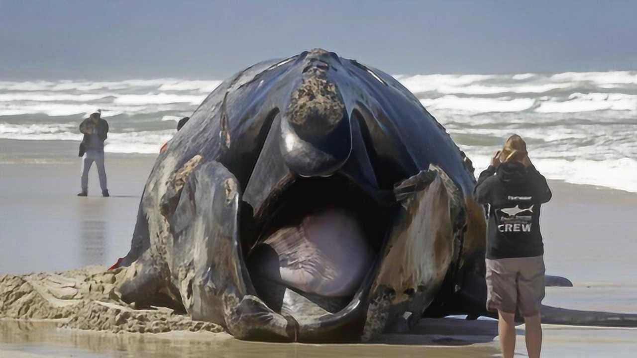 "深海海兽"沙滩自尽,割开肚子一看,里面情景触目惊心